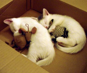 开云体育中国-意甲焦点战之夜，莱万关键战不手软，一锤定音显英雄本色