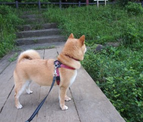 开云体育中国官网-德罗赞刷新纪录之夜，篮网淘汰赛过关斩龙记