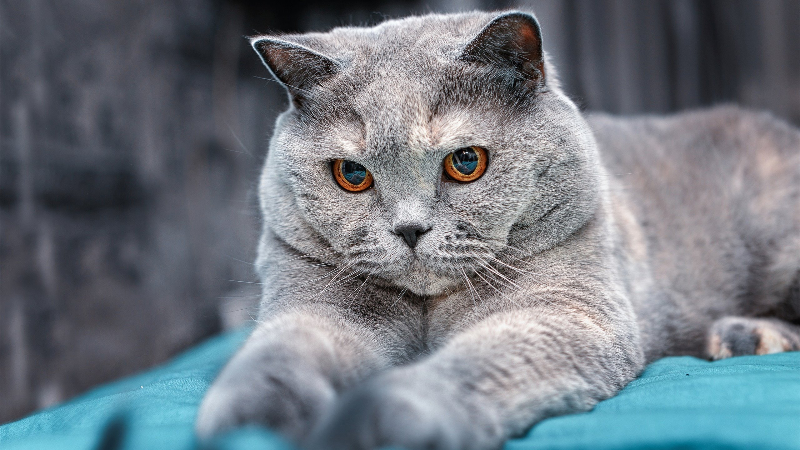 阿什拉夫爆发,哥伦比亚一波带走巴拉圭—南美足球的战术革命与个人英雄主义